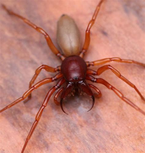 woodlouse belly - Google Search | Poisonous spiders, Spider, Insect ...