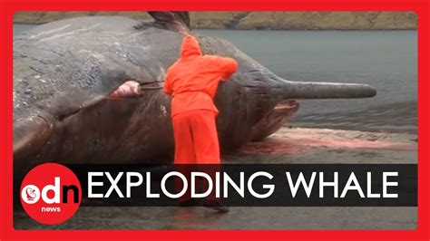 Exploding sperm whale carcass caught on camera in the Faroe Islands - YouTube