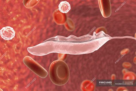 Trypanosoma Brucei