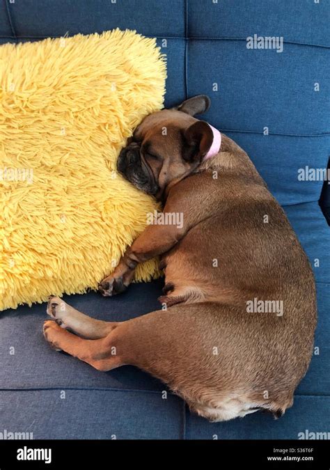 A french bulldog sleeping Stock Photo - Alamy