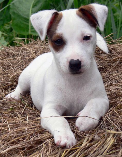 Are Jack Russell Terriers Family Dogs at Albert Farrar blog