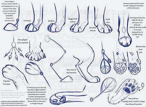 Cat Anatomy For Drawing at GetDrawings | Free download