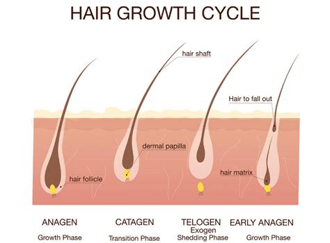 What Are The Parts Of A Hair Follicle