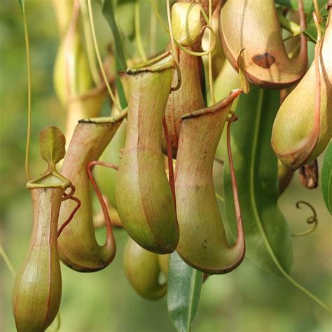 Pitcher Plant - The Good Earth Garden Center