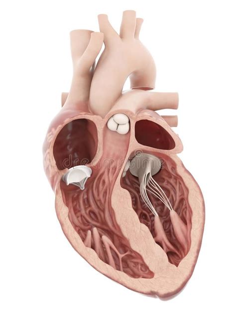 An artificial heart valve. 3d rendered medically accurate illustration of an artificial heart ...