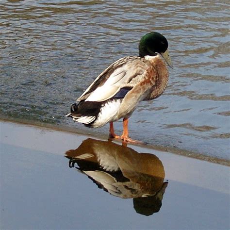 Reflection Duck Free Photo Download | FreeImages