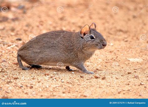 Brazilian Guinea Pig (Galea Spixii) in the Midst of Wildlife ...