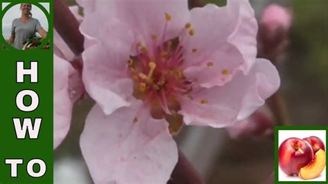 How to hand pollinate fruit trees - YouTube