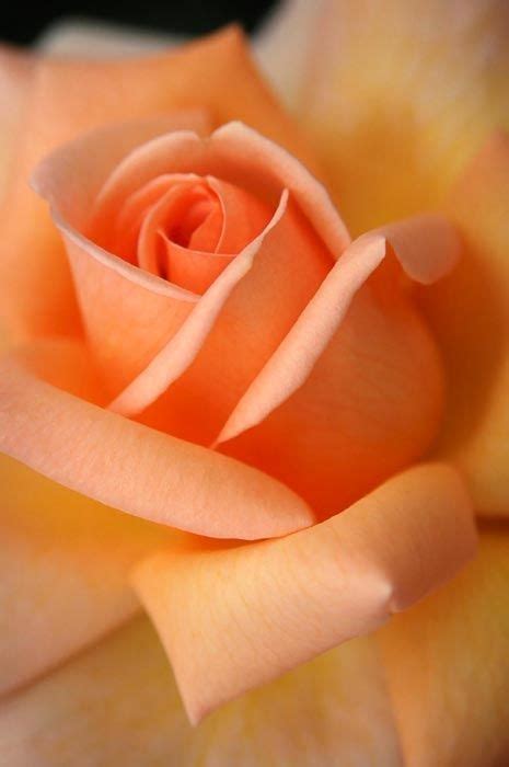 Tangerine Dreams Rose | Pretty flowers, Rose, Love flowers