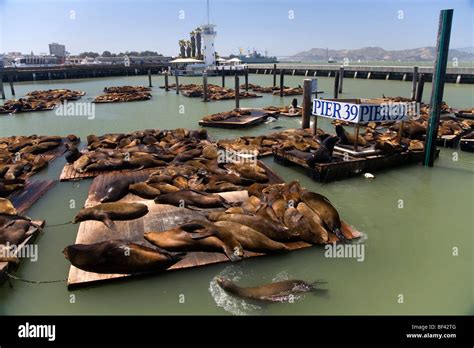 Sea lions at Pier 39, Fisherman's Wharf, San Francisco Bay, California Stock Photo - Alamy