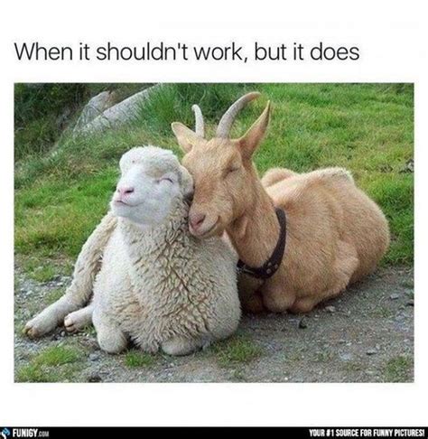 15 Sheep Memes – FunnyFoto | Happy animals, Animals friendship, Cute ...