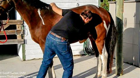 Clean A Horse Sheath Without Sedation | The Horse's Advocate