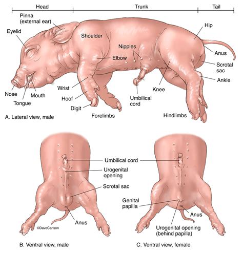 Female Fetal Pig Anatomy And Simulated Dissection Worksheet | Anatomy ...