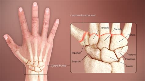 File:3D Medical Animation Human Wrist.jpg - Wikimedia Commons