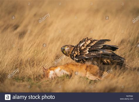 Steppe eagle, Aquila nipalensis, autumn on dried grasslands, with fox ...