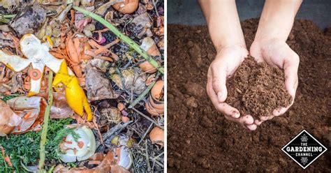 Compost vs. Peat Moss: When Do You Use Each One? - Gardening Channel