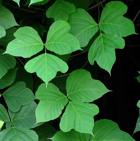 Kudzu leaves | 3 sets of 3. Of course kudzu is usually notic… | Flickr