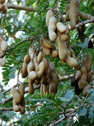 Tamarind Plant at Rs 50/piece | Tamarind Plant in Sabarkantha | ID: 19073936888