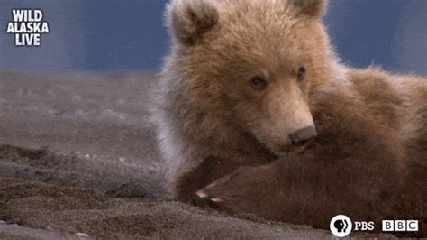 Bear GIFs - Find & Share on GIPHY