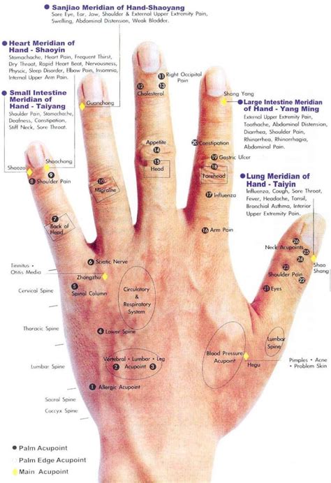 Acupressure Healing – Healthy Manners Acupressure Chart, Healing Reflexology, Acupressure ...