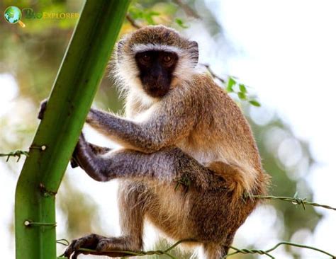 Green Monkey Characteristics | Chlorocebus Sabaeus Diet & Facts