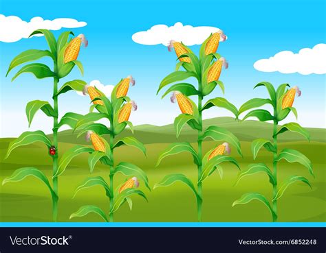 Farm scene with fresh corn Royalty Free Vector Image