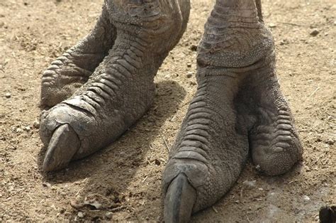 Top Ten Coolest Animal Feet | Earth Rangers Wild Wire Blog