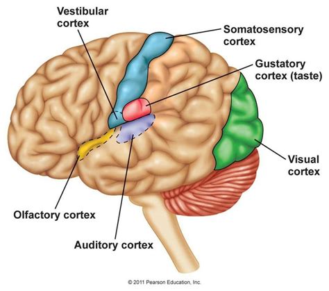 Pin on NEUROANATOMY