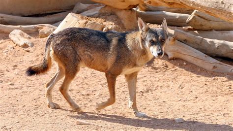 Desert Wolf Pictures - AZ Animals