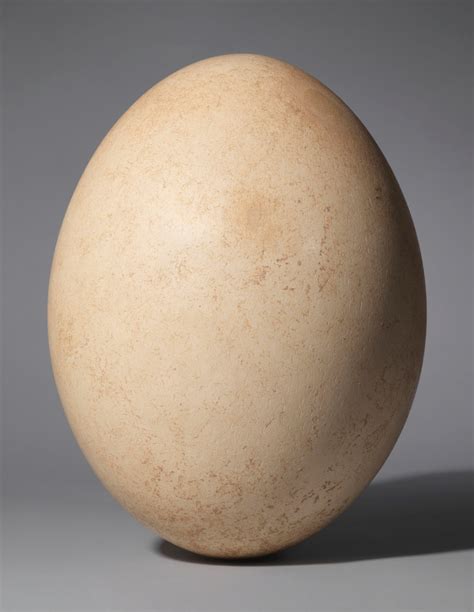 A complete egg of an Aepyornis maximus, maximum diameter 81⁄2 inches.12 ...