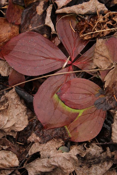 Cornus canadensis | ericbakken242 | Flickr