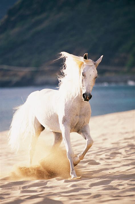 White horse running on the beach. – License image – 70424371 lookphotos