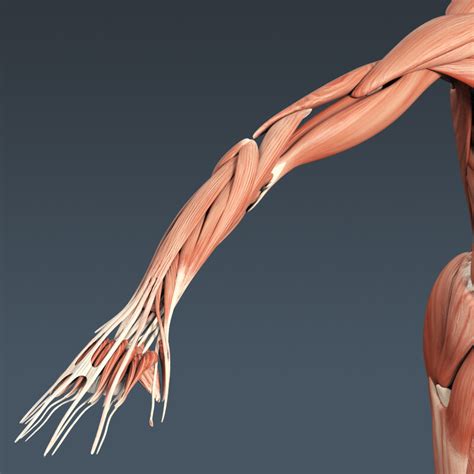ArtStation - Human Female Anatomy - Body, Muscles, Skeleton, Internal Organs and Lymphatic ...