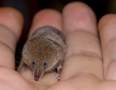 Etruscan Shrew - Smallest mammal on Earth by weight (.06 oz, the same as a dime), 1.5" long (not ...