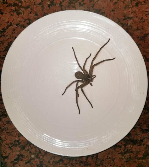 For those of you who think we have "dinner plate sized" huntsmen in ...