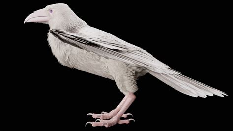 ArtStation - Albino Raven, José Nicolás Carrizales Rivera | Albino ...