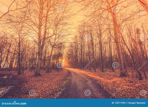 Forest Path Ending at a Sunrise Stock Image - Image of fall, environment: 72071295