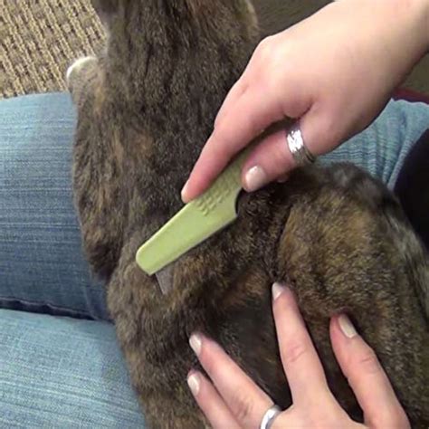 Five Of The Best Flea Combs For Cats