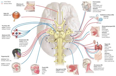 Cranial Nerves: Anatomy, Function, and Treatment