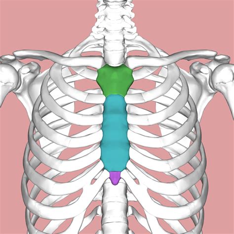Chest Bone Ribs Lung Heart Xiphoid Process Sternum Anatomy Human | Hot ...