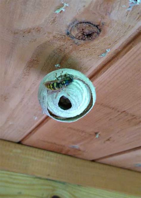 How Do Wasps Make Nests? Watch This Video, Plus See Inside A Wasp Nest