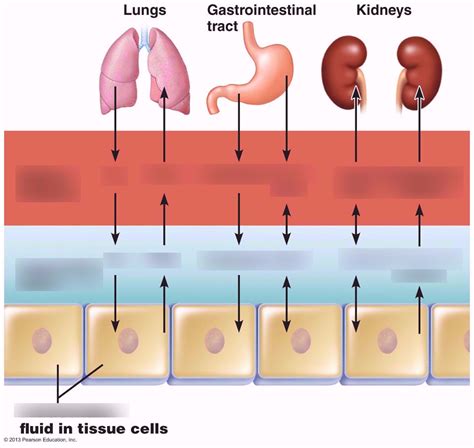 Three Fluid Compartments in Body Diagram | Quizlet