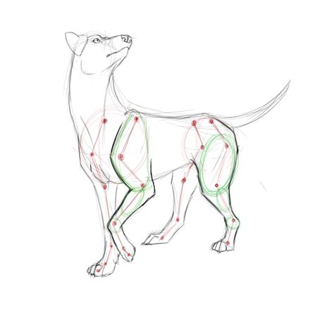 Canine anatomy by Kibah on DeviantArt | Dog anatomy, Canine drawing, Anatomy art