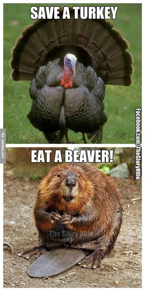 Pin by Janell on T-Giving | Funny pictures, Ecards funny, Turkey meme