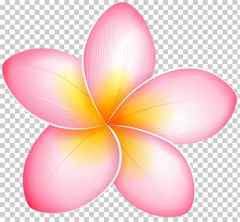 Plumeria Png Clipart Image Clip Art Free Clip Art Clipart Images | The Best Porn Website