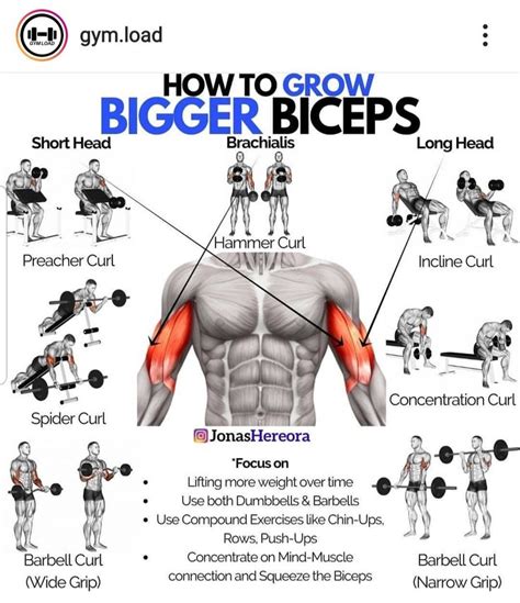 「biceps」おしゃれまとめの人気アイデア｜Pinterest｜Coach Daniela Quiñones | 筋力トレーニング, トレーニング, 腹筋トレーニング