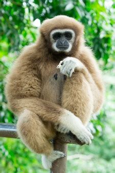 Premium Photo | Gibbon portrait