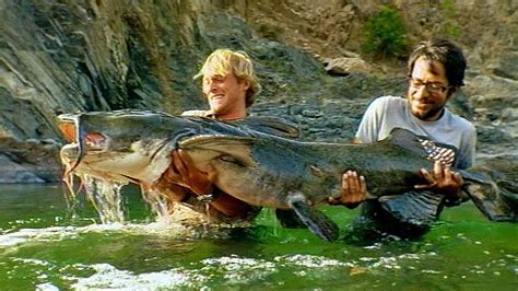 Giant Devil Catfish - The Goonch Catfish