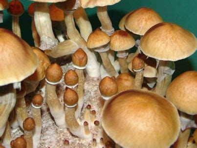 Cambodian Gold PSILOCYBE CUBENSIS SPORE SYRINGE