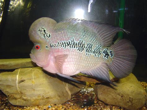 Flowerhorn The Hybrid Cichlids: Super BiG Kok Flowerhorn Male and Female